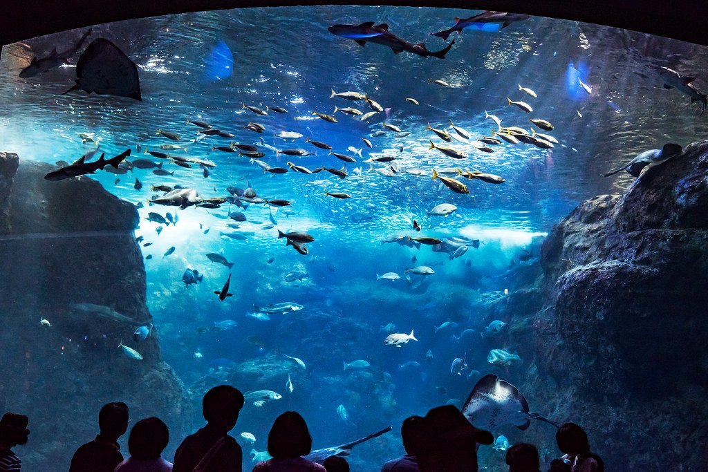 🐠 신에노시마 수족관 이미지 5